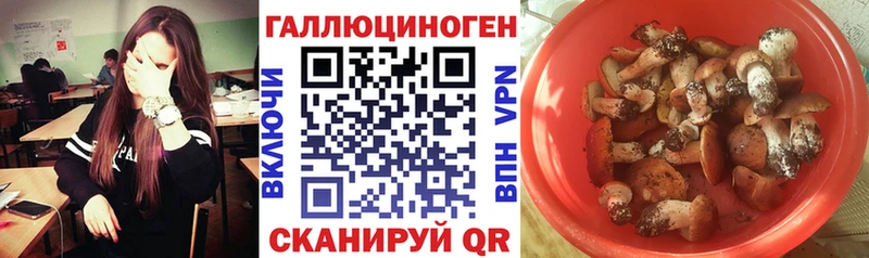 Псилоцибиновые грибы мицелий Ангарск